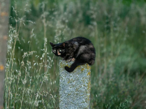 Binnenlandse Kat Het Dorp — Stockfoto