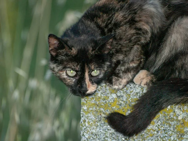 Chat Domestique Dans Village — Photo