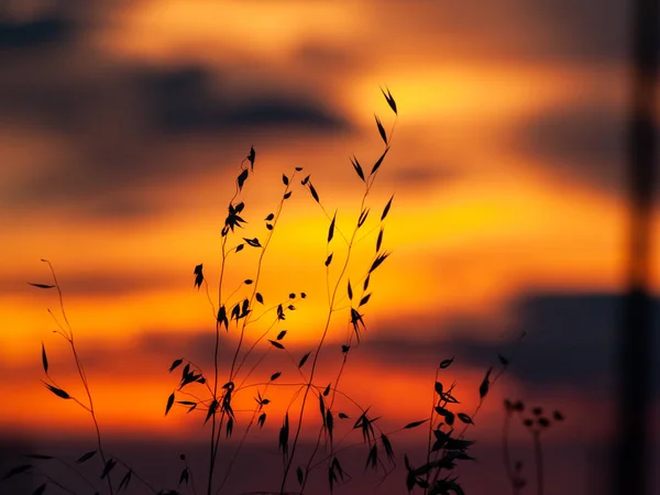 Wunderschöne Landschaft Bei Sonnenuntergang Spanien Pflanzen Bei Sonnenuntergang — Stockfoto