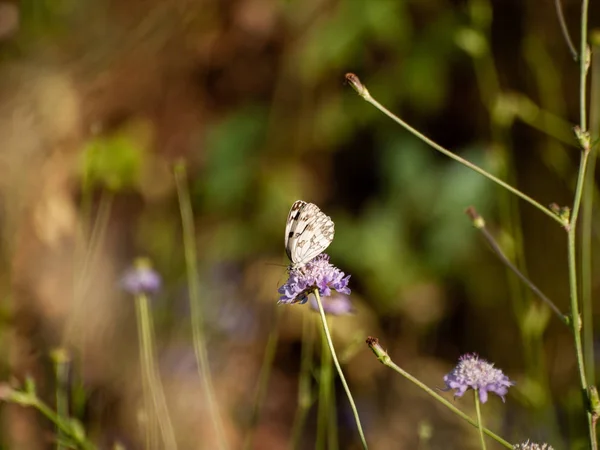 Schmetterling Bestäubt Eine Blume Frühling — Stockfoto