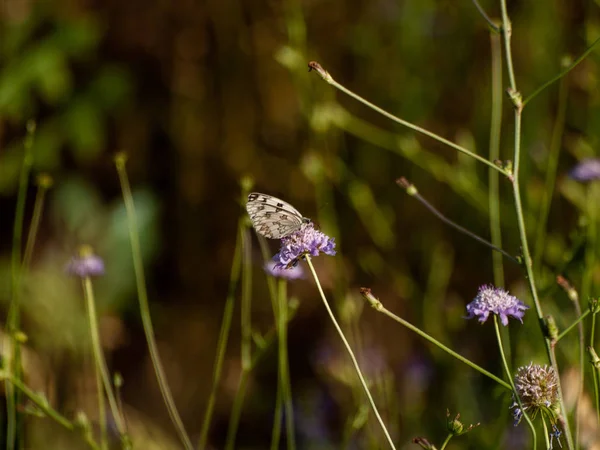 Schmetterling Bestäubt Eine Blume Frühling — Stockfoto