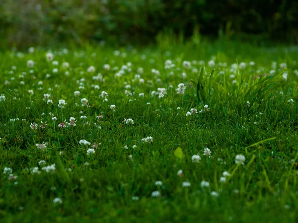 Different Grass Springtime Spain — Stock Photo, Image