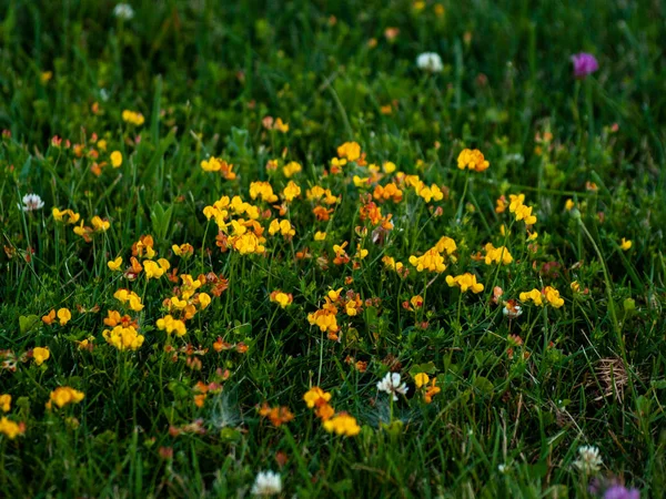 Grama Diferente Primavera Espanha — Fotografia de Stock