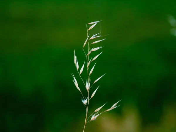 スパイクのあるオート麦の茎 — ストック写真