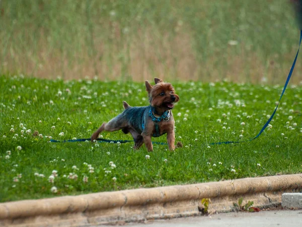 Смішний Милий Собака Зеленому Газоні — стокове фото