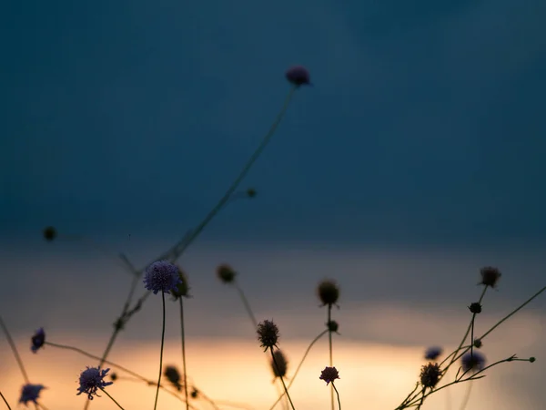 Prachtige Zonsondergang Landschap Spanje Planten Zonsondergang — Stockfoto