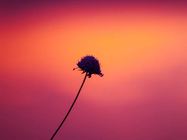 Hermoso Paisaje Atardecer España Flor Sobre Puesta Sol — Foto de Stock