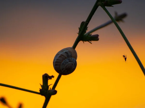 Beautiful Sunset Landscape Spain Snail Flower Sunset — Stock Photo, Image
