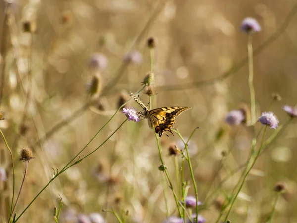 Borboleta Polinizando Uma Flor Primavera — Fotografia de Stock