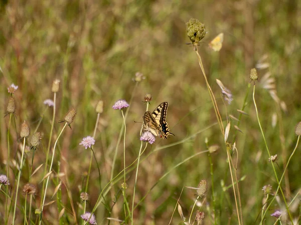 Schmetterling Bestäubt Eine Blume Frühling — Stockfoto