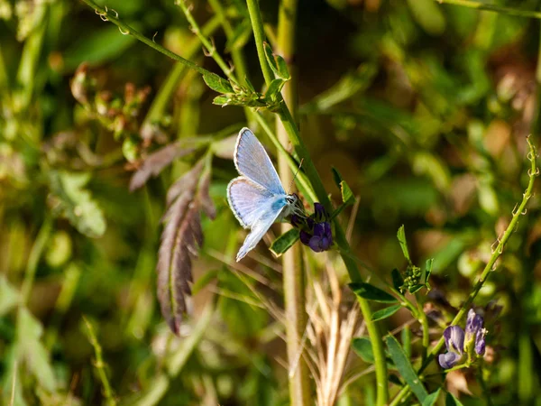 Schmetterling Bestäubt Eine Blume Frühling — Stockfoto