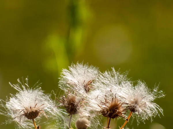 Spring Wildflowers Field — Stock Photo, Image