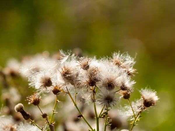 Spring Wildflowers Field — Stock Photo, Image