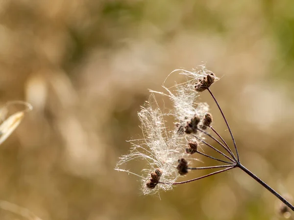 野原にある春の野草 — ストック写真