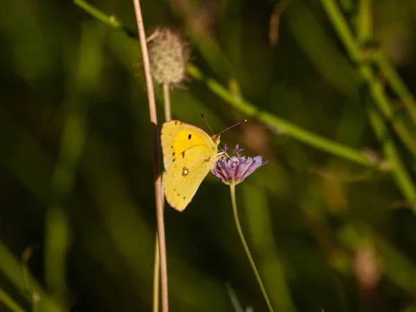 春の花を受粉蝶 — ストック写真
