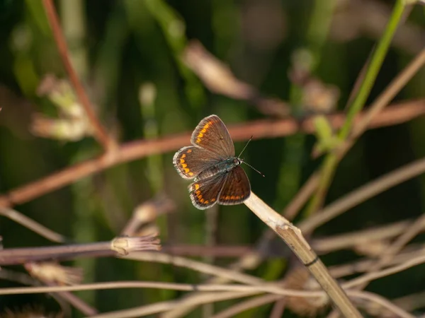 Borboleta Parque Verão Close — Fotografia de Stock