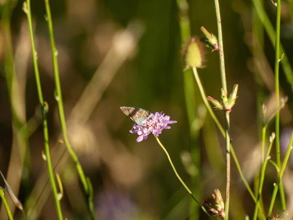 春の花を受粉蝶 — ストック写真