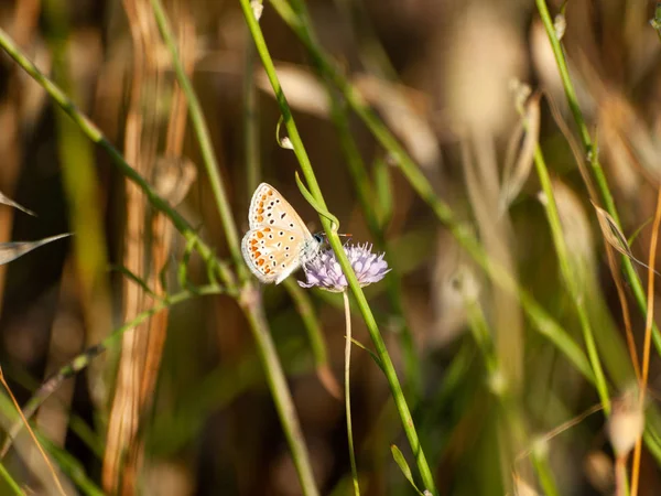 Motyl Zapylania Kwiatów Wiosnę — Zdjęcie stockowe