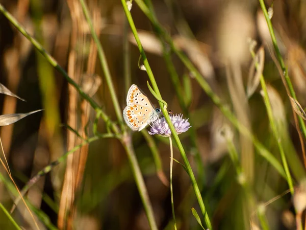 Schmetterling Bestäubt Eine Blume Frühling — Stockfoto