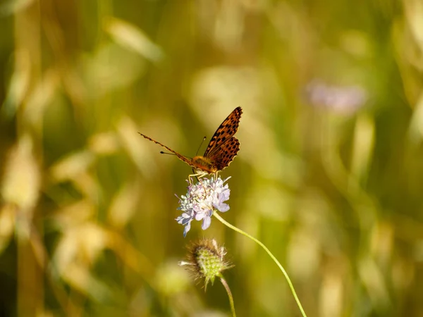 Schmetterling Bestäubt Eine Blume Frühling — Stockfoto