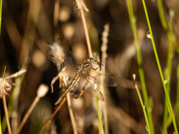 Libelle Auf Einer Pflanze Frühling Aus Nächster Nähe — Stockfoto