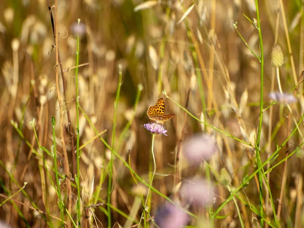 Papillon Pollinisant Une Fleur Printemps — Photo