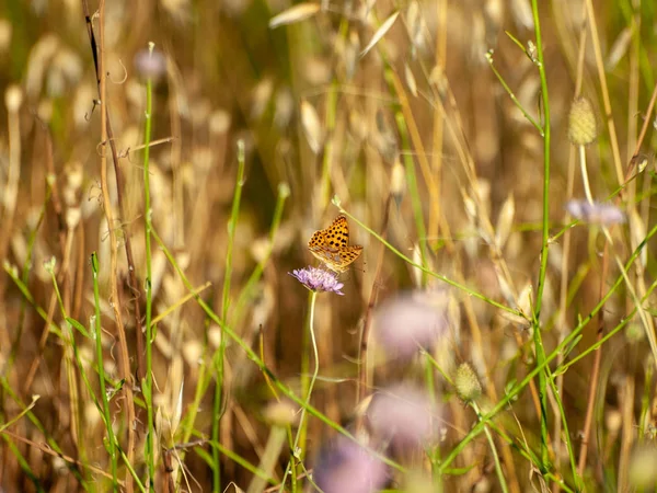 Schmetterling Bestäubt Eine Blume Frühling — Stockfoto