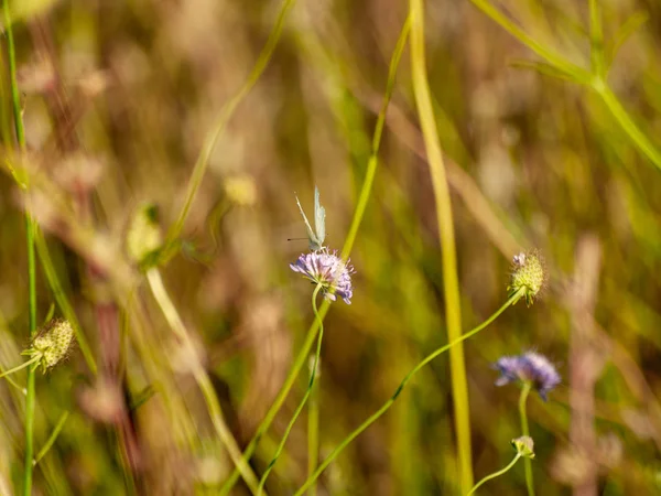 Farfalla Che Impollina Fiore Primavera — Foto Stock