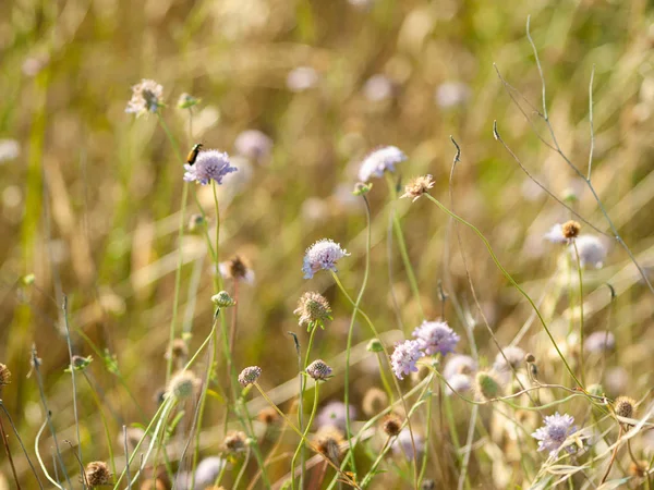 Verschiedenes Gras Frühling Spanien — Stockfoto