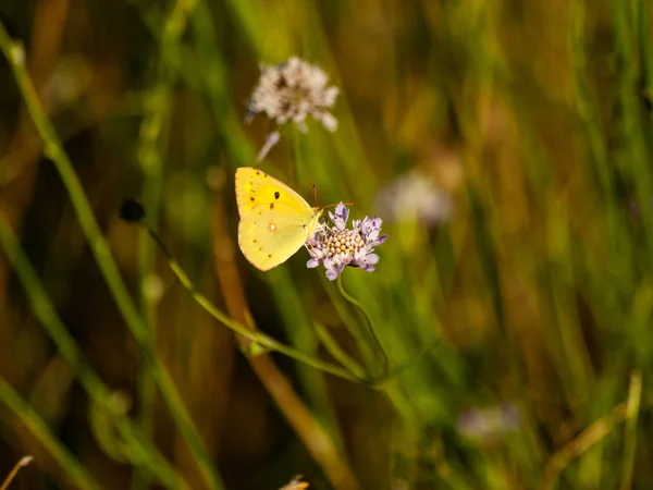 Bahar Üzerinde Bir Çiçek Pollinating Kelebek — Stok fotoğraf