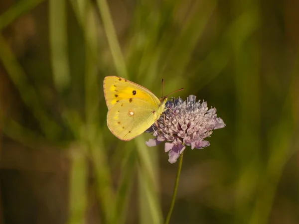 Borboleta Polinizando Uma Flor Primavera — Fotografia de Stock