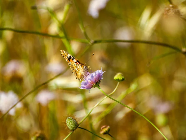 Schmetterling Bestäubt Eine Blume Frühling — Stockfoto