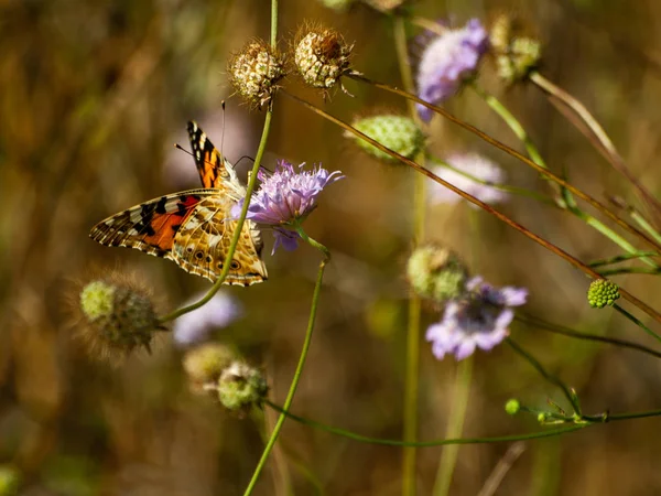 Vlinder Een Bloem Bestuiven Lente — Stockfoto