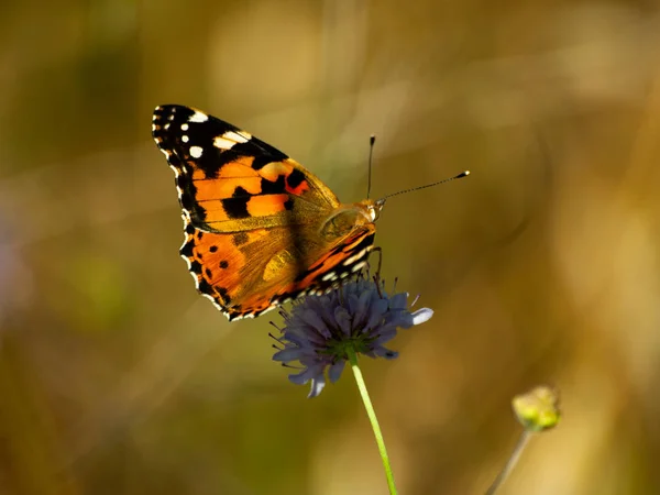 Schmetterling Bestäubt Eine Blume Frühling — Stockfoto