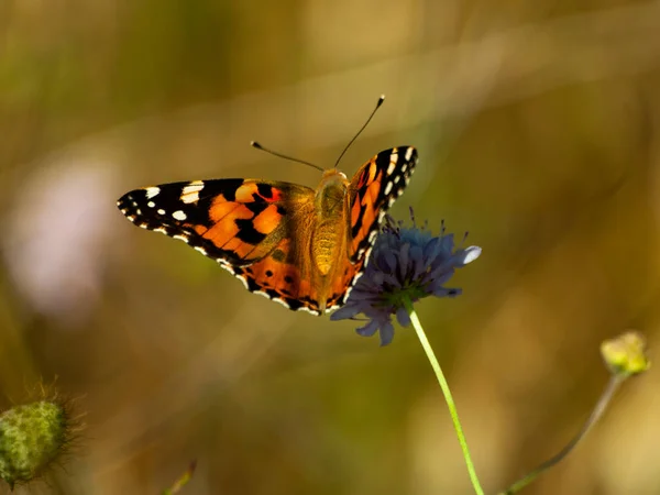 Schmetterling Bestäubt Eine Blume Frühling — Stockfoto