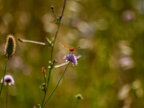 Sommerfugl Bestøvning Blomst Foråret - Stock-foto