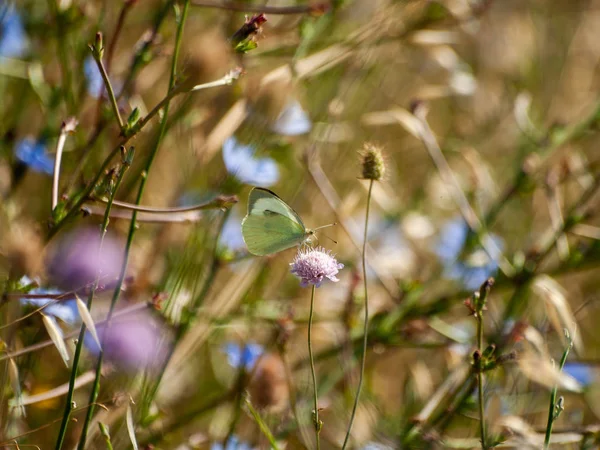 Borboleta Polinizando Uma Flor Primavera — Fotografia de Stock