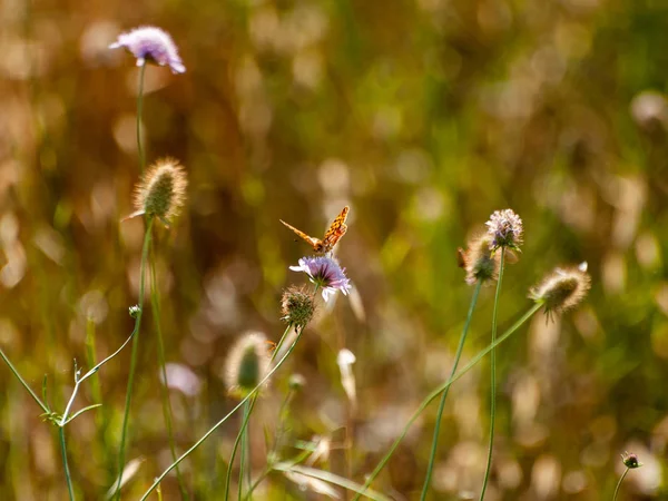 Schmetterling Bestäubt Eine Blume Frühling — Stockfoto