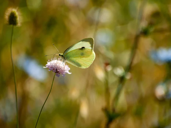 Borboleta Polinizando Uma Flor Primavera — Fotografia de Stock