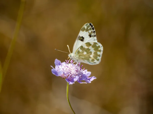 Papillon Pollinisant Une Fleur Printemps — Photo