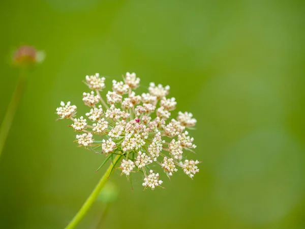 Close Wildflower Springtime Daytime Stock Picture