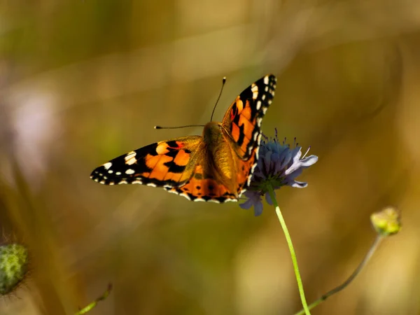 Butterfly Pollinating Flower Springtime Stock Photo
