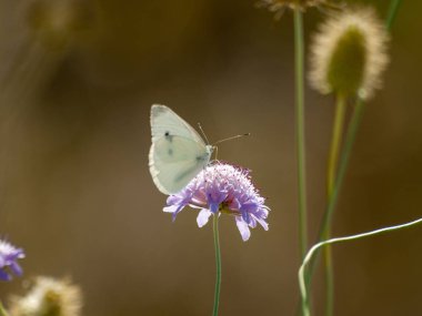 bahar üzerinde bir çiçek pollinating kelebek