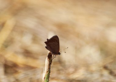 Kelebek yabani bitki, doğa