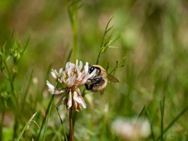 bahar üzerinde bir çiçek pollinating hata