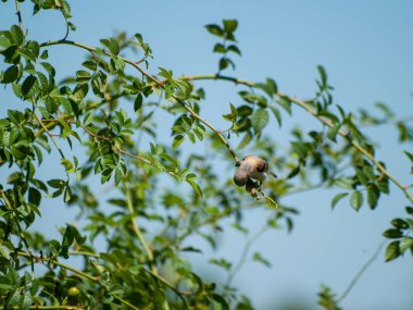   bir ağaç dalı üzerinde tüneme kuş