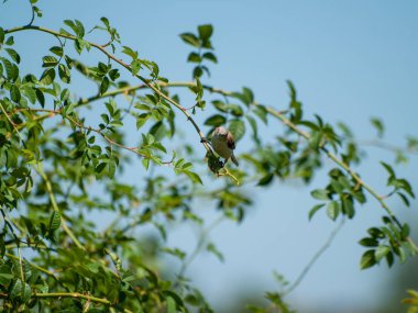   bir ağaç dalı üzerinde tüneme kuş