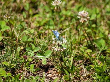 bahar üzerinde bir çiçek pollinating kelebek