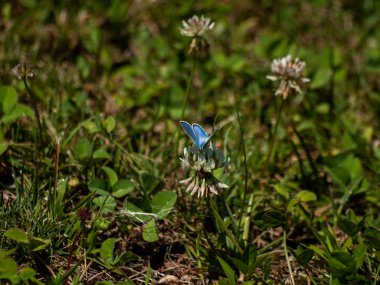 bahar üzerinde bir çiçek pollinating kelebek