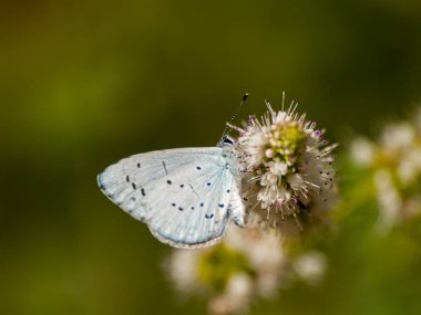 bahar üzerinde bir çiçek pollinating kelebek